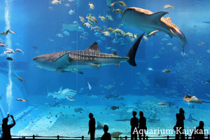 Osaka_Aquarium_Kaiyukan_4634477
