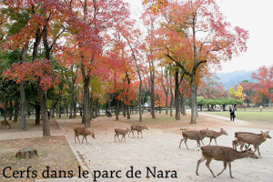 cerfs dans Nara parc