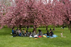 hanami-2008_679149-XL