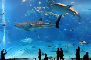 osaka_aquarium_kaiyukan_4634477
