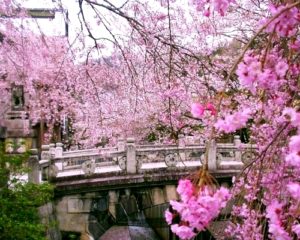cerisiers-japonais-hanami