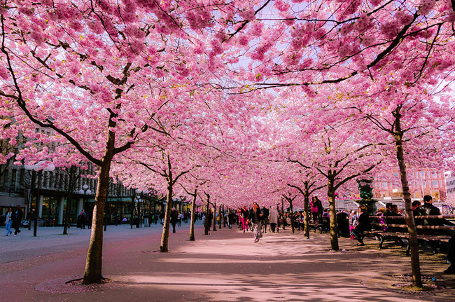 La sakura au Japon ! | Travelsun Voyage au Japon